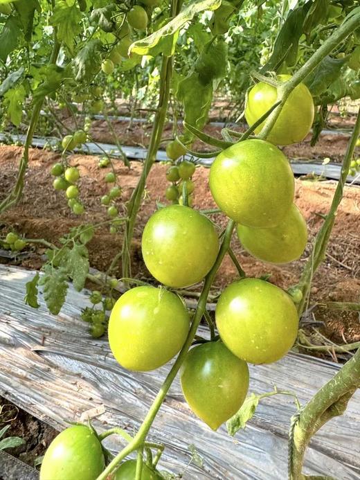 【青小番小番茄】低卡无负担，但维生素含量是普通番茄1.8倍-CC 商品图9