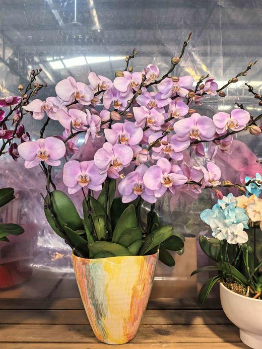 蝴蝶兰女朋友8支YX 商品图0