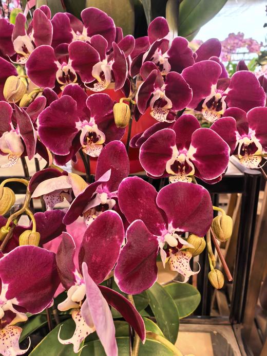 蝴蝶兰幻影12支YX 商品图2