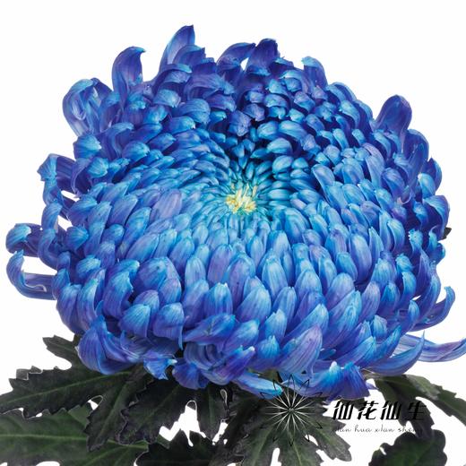 小菊 | 牡丹菊雨墨蓝【人工吸染，有色差，慎重下单】 商品图2