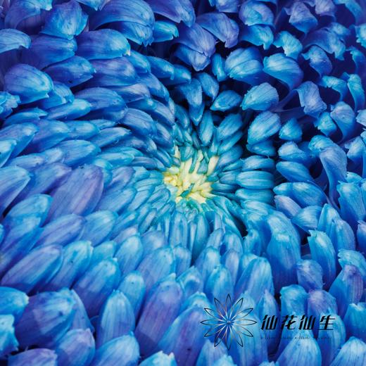 小菊 | 牡丹菊雨墨蓝【人工吸染，有色差，慎重下单】 商品图1