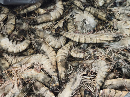 【年货节】黑虎虾  规格：16-20 39元/斤 商品图4