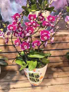 蝴蝶兰五星上将8支