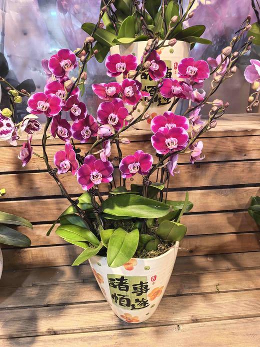 蝴蝶兰五星上将8支 商品图0