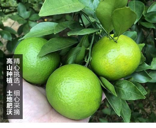 皇帝柑 10斤 商品图1