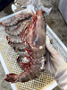 &  虾中巨擘！特大红爪虾🦐带膏，肉质紧实，鲜甜，少量货‼【活冻】 商品缩略图4