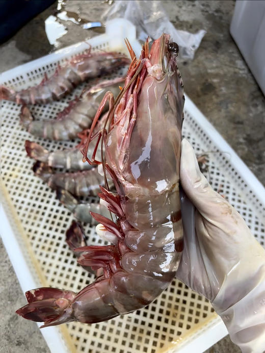 &  虾中巨擘！特大红爪虾🦐带膏，肉质紧实，鲜甜，少量货‼【活冻】 商品图4