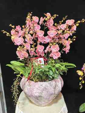 蝴蝶兰唯美15支