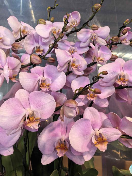 蝴蝶兰女朋友8支YX 商品图1