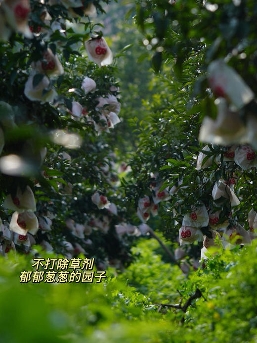 【等待一年的耙耙柑】顺丰/京东包邮   春天里的 春见耙耙柑 9.5-9.8高熟度 果味浓郁 不打除草剂 施有机肥 生态种植 孕妇孩子放心吃 商品图2