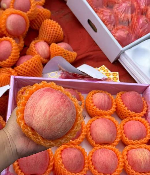 自营-吉县高山苹果 昼夜温差酿好味 酸甜适口老少皆宜 商品图2