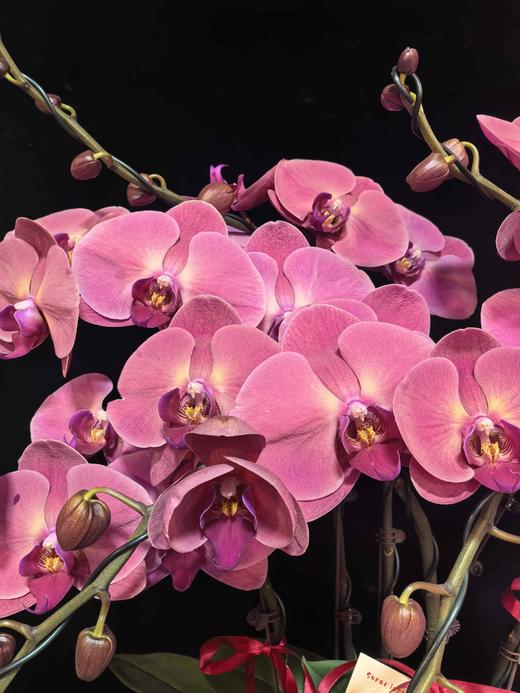 高端定制蝴蝶兰暖洋洋6支YX 商品图1