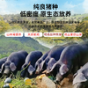 【山林间散养】华夏黑珍猪 跑山黑猪肋排 400g/袋*3袋 肉质细嫩 商品缩略图2