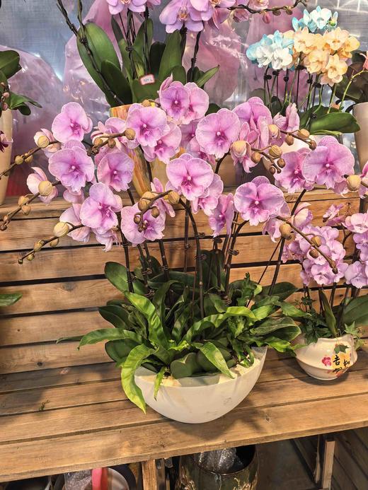 蝴蝶兰迷雾10支YX 商品图3