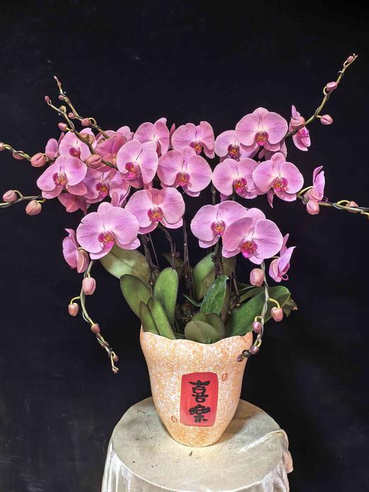 高端定制蝴蝶兰粉冠军8支YX 商品图1