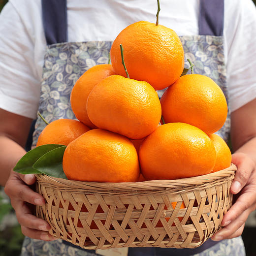 四川新鲜春见耙耙柑5斤装现摘现发香甜多汁 商品图4