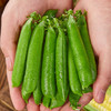 云南高原新鲜豌豆 |  当季青豆角嫩豆 颗粒饱满 一口清甜脆嫩  露天种植 现摘现发  煲汤/炒菜 商品缩略图2