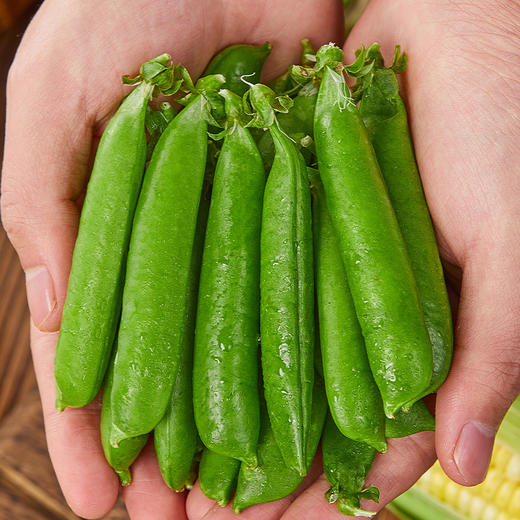 云南高原新鲜豌豆 |  当季青豆角嫩豆 颗粒饱满 一口清甜脆嫩  露天种植 现摘现发  煲汤/炒菜 商品图2