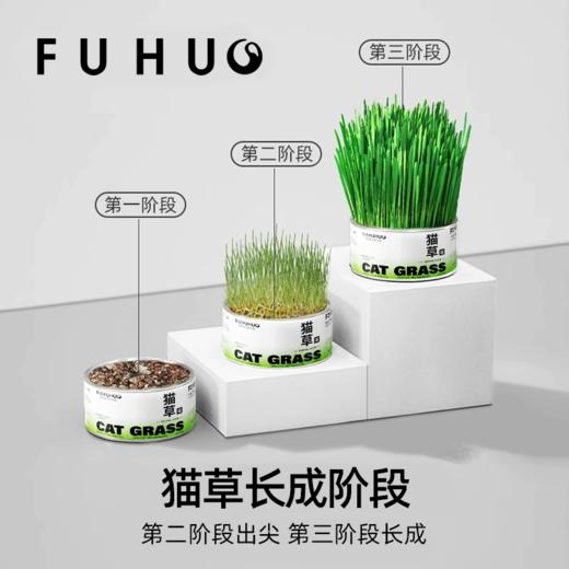 【余额抵扣】俘获F2小麦猫草种植猫草盆栽懒人猫草罐头 商品图1