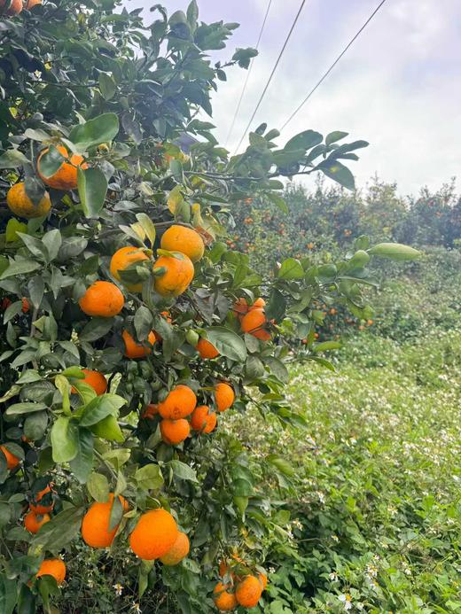 有机沃柑  5斤 商品图1