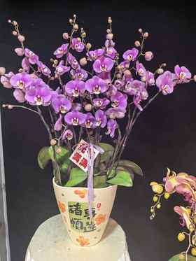 蝴蝶兰安娜16支YX