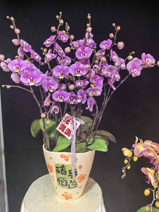 蝴蝶兰安娜16支YX 商品图0