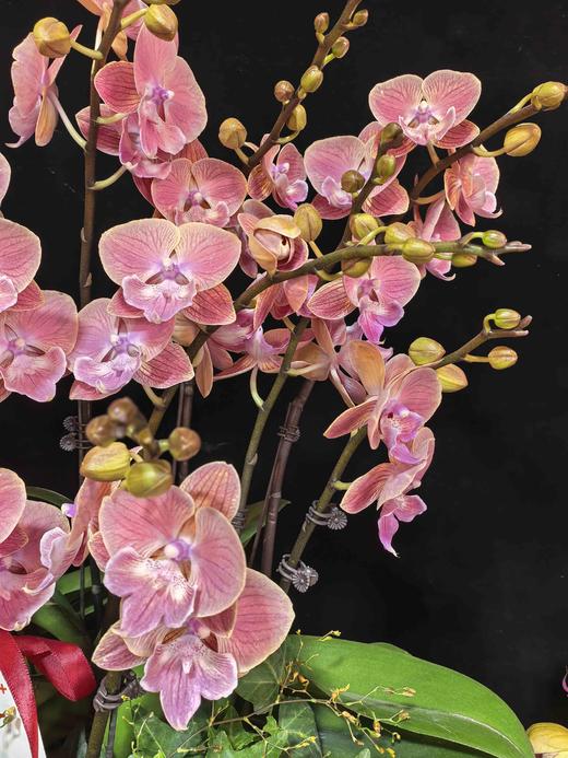 蝴蝶兰唯美15支 商品图1