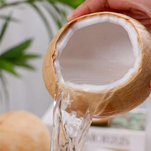 【海南椰皇】（送吸管）椰香浓郁，果肉厚实 商品图3