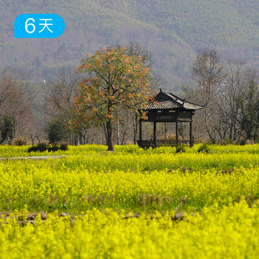 皖南轻户外｜春季34公里徒步 徽杭古道 徽派古村落赏花 6日 商品图7