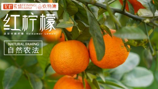 妃柠 有机红柠檬 商品图1