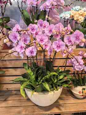 蝴蝶兰迷雾10支YX