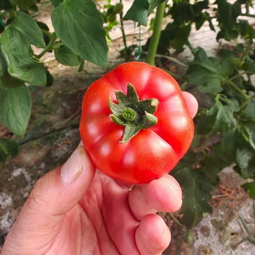 生态小红番茄 西红柿 口感佳 脆甜回甘 甜度高 汁水足 风味浓 生食比水果还好吃 商品图7