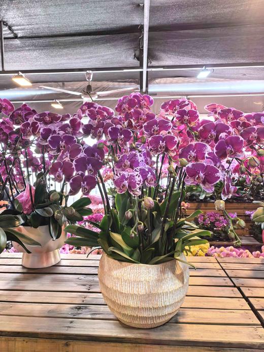 蝴蝶兰美少女12支YX 商品图1