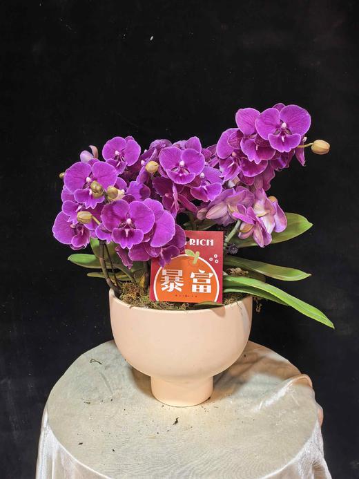 蝴蝶兰红枣8支YX 商品图0