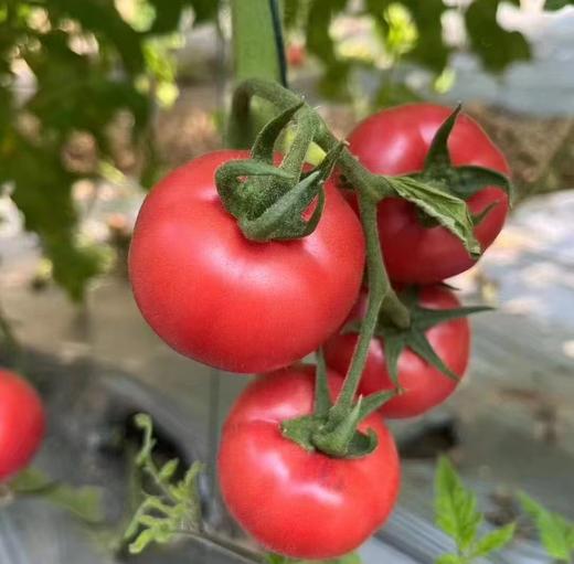 生态小红番茄 西红柿 口感佳 脆甜回甘 甜度高 汁水足 风味浓 生食比水果还好吃 商品图8