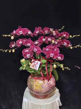 高端定制造型蝴蝶兰幻影8支yx