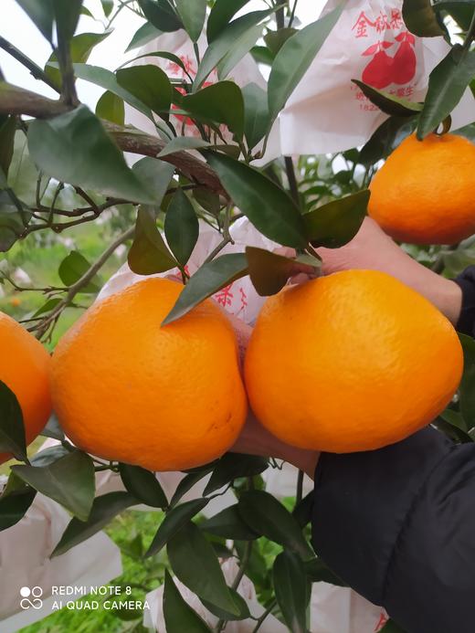 生态大雅耙耙柑   产地：四川 【基地直发】 商品图2