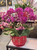 蝴蝶兰8支红花GH 商品缩略图0