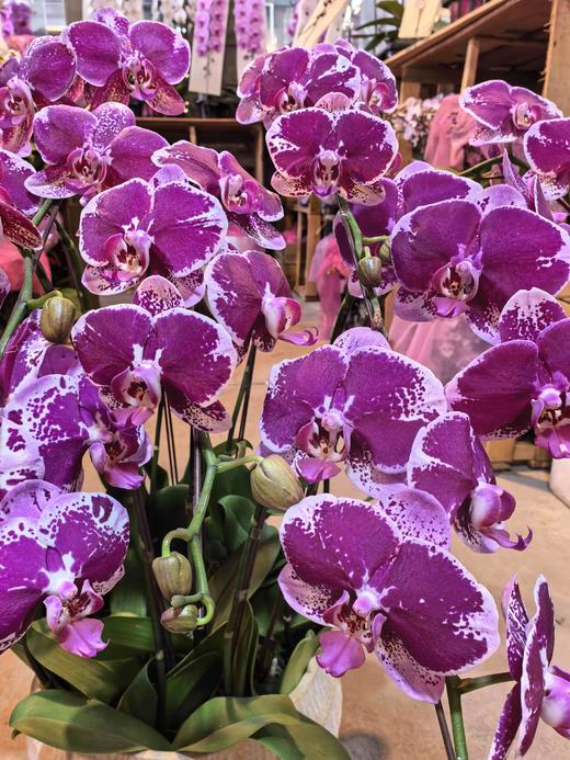 蝴蝶兰美少女12支YX 商品图2