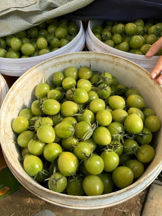 【青小番小番茄】低卡无负担，但维生素含量是普通番茄1.8倍-CC 商品图7