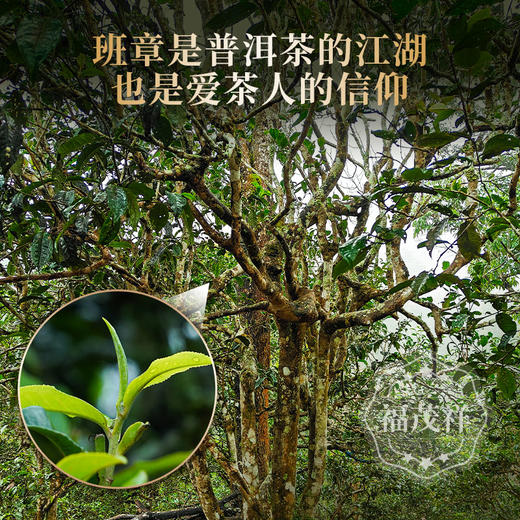 即将售罄！！2026年春茶预售【班章】勐海班章春茶357g/饼 商品图2