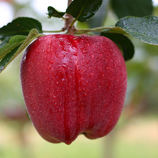 甘肃天水花牛苹果 清甜爽口 颜值爆表 可媲美蛇果 耀眼中国红 商品图2