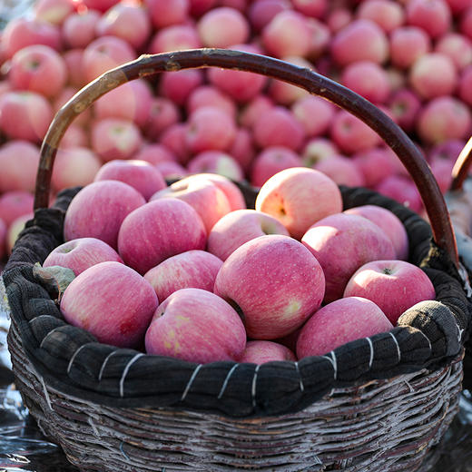 春节礼盒系列【自然搭档】小蜜脆洛川苹果礼盒 国家地理标志产品 富士里的天花板 爆甜酥脆多汁 商品图3