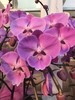 蝴蝶兰云朵大粉色10支GH 商品缩略图2