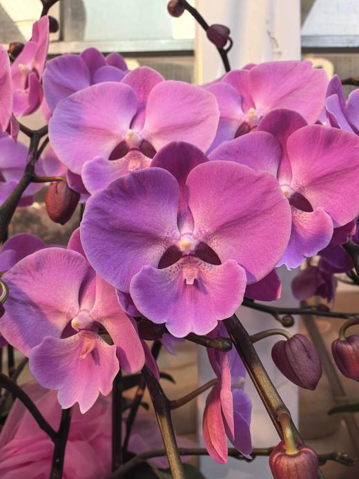 蝴蝶兰云朵大粉色10支GH 商品图2