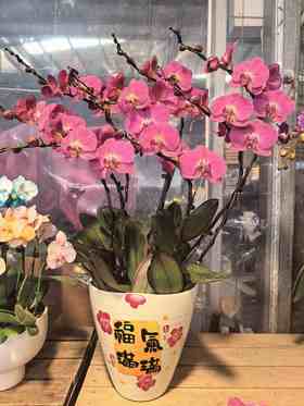 蝴蝶兰红苹果8支YX