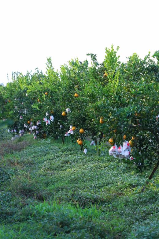 生态大雅耙耙柑   产地：四川 【基地直发】 商品图3