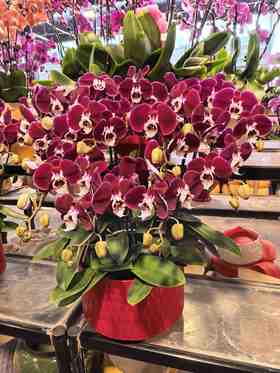 蝴蝶兰幻影12支YX