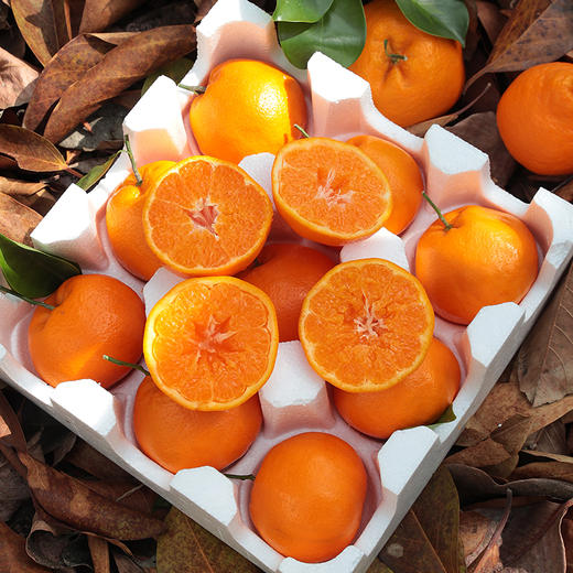 四川新鲜春见耙耙柑5斤装现摘现发香甜多汁 商品图9