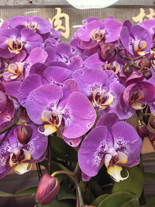 蝴蝶兰藏宝图10支GH 商品图1